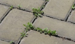 Защита тротуарной плитки от сорняков
